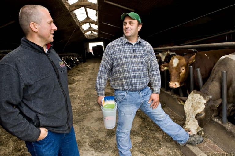 Landwirt im Kuhstall